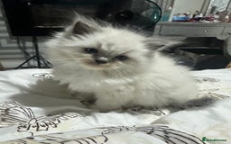 Ragdoll cats for sale: 5 beautiful fluffy blue eye ragdoll kitten  - Image 4