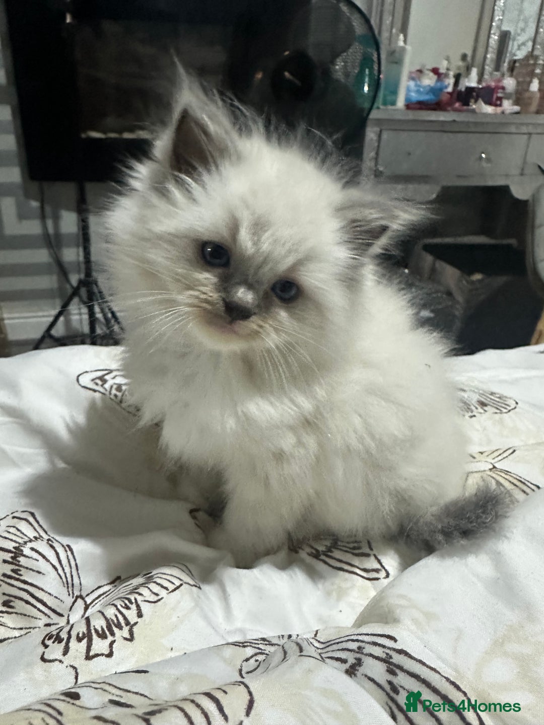 Ragdoll cats for sale: 5 beautiful fluffy blue eye ragdoll kitten  - Image 4