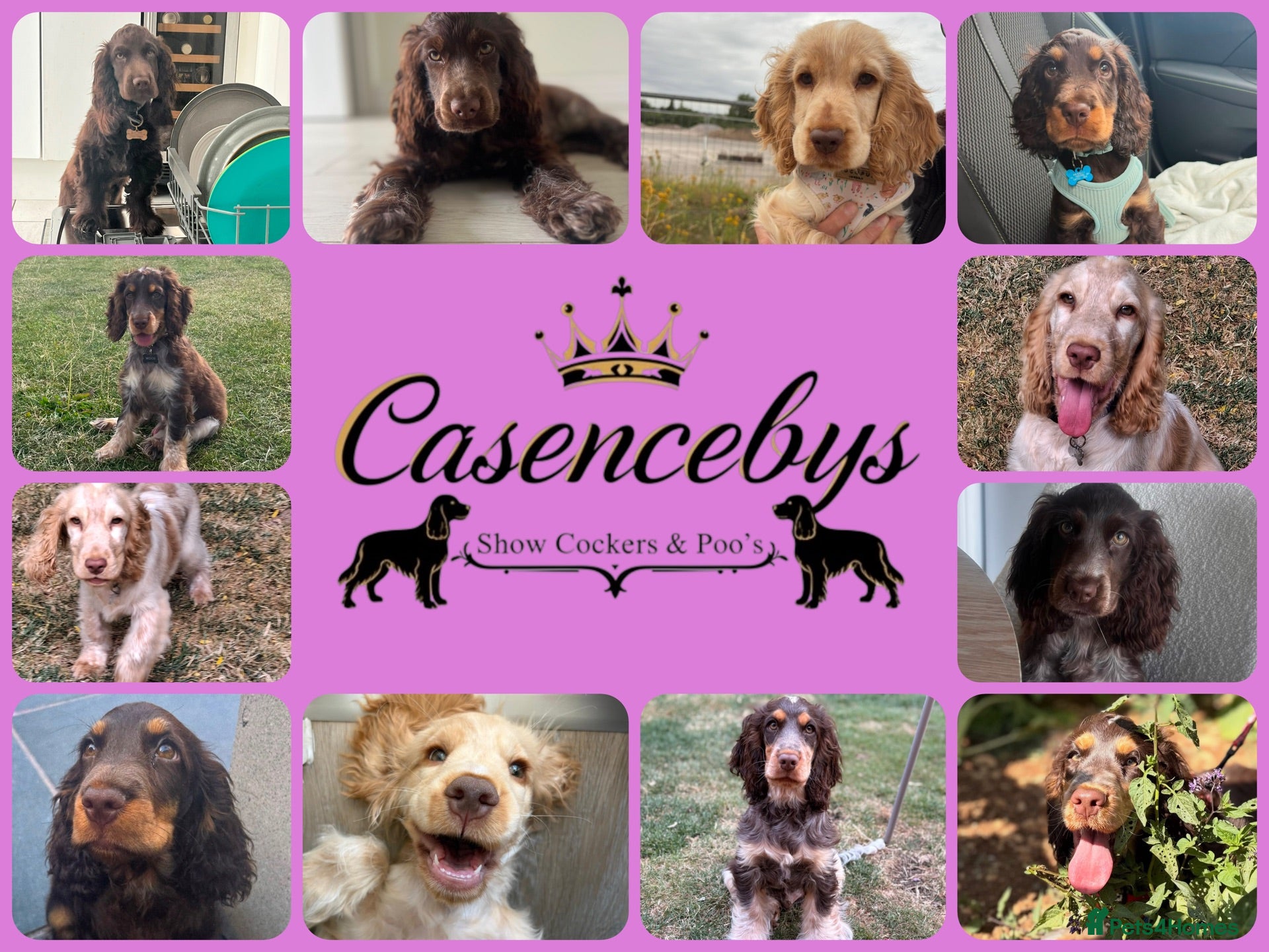 Cocker Spaniel dogs ❤️WAITING LIST BACK OPEN❤️ - Advert 1