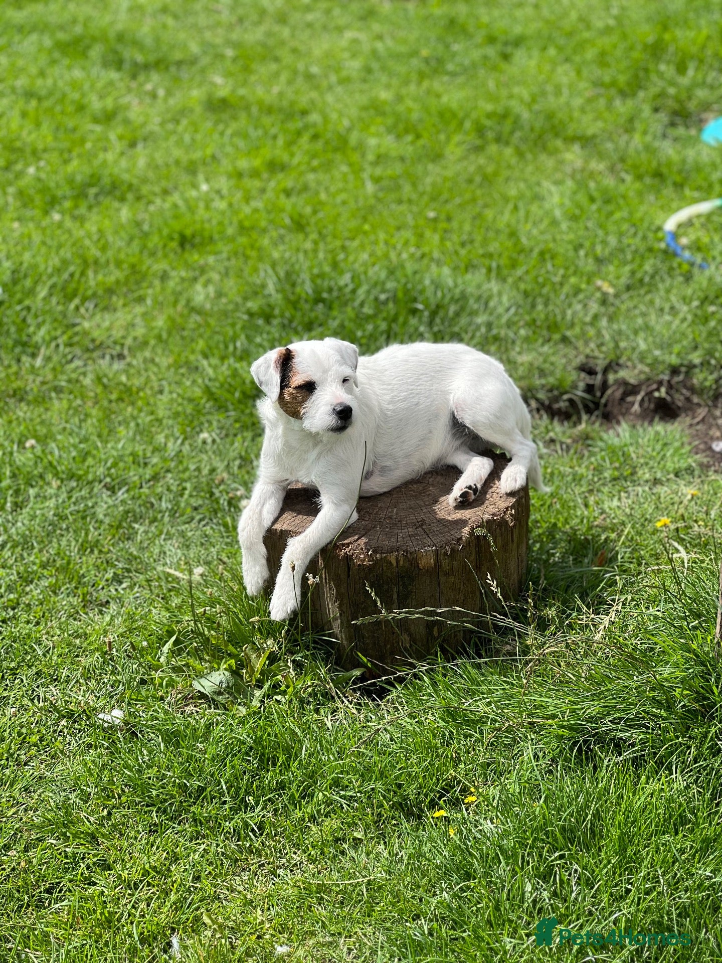 Parson Russell dogs Stunning KC Reg Parson Russell Terriers - Advert 1