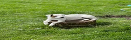Parson Russell dogs for sale: Stunning KC Reg Parson Russell Terriers - Advert 1