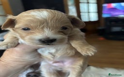 Maltipoo dogs for sale: F1 maltipoo puppies  - Image 8
