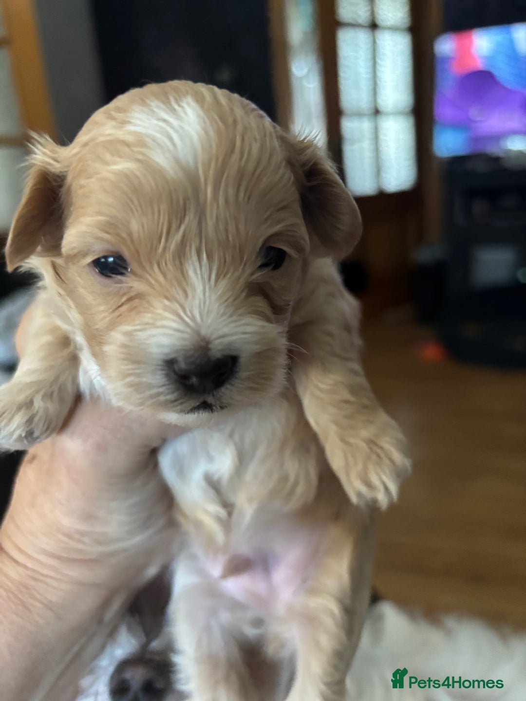 Maltipoo dogs for sale: F1 maltipoo puppies  - Image 8