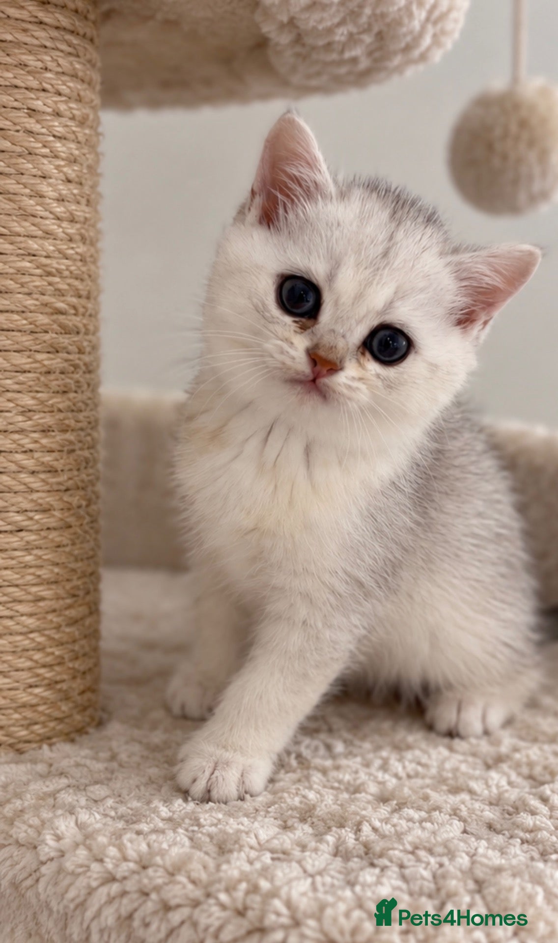 Scottish Fold cats Last White Straight-Eared Kitten Available 💛🐾 - Advert 1
