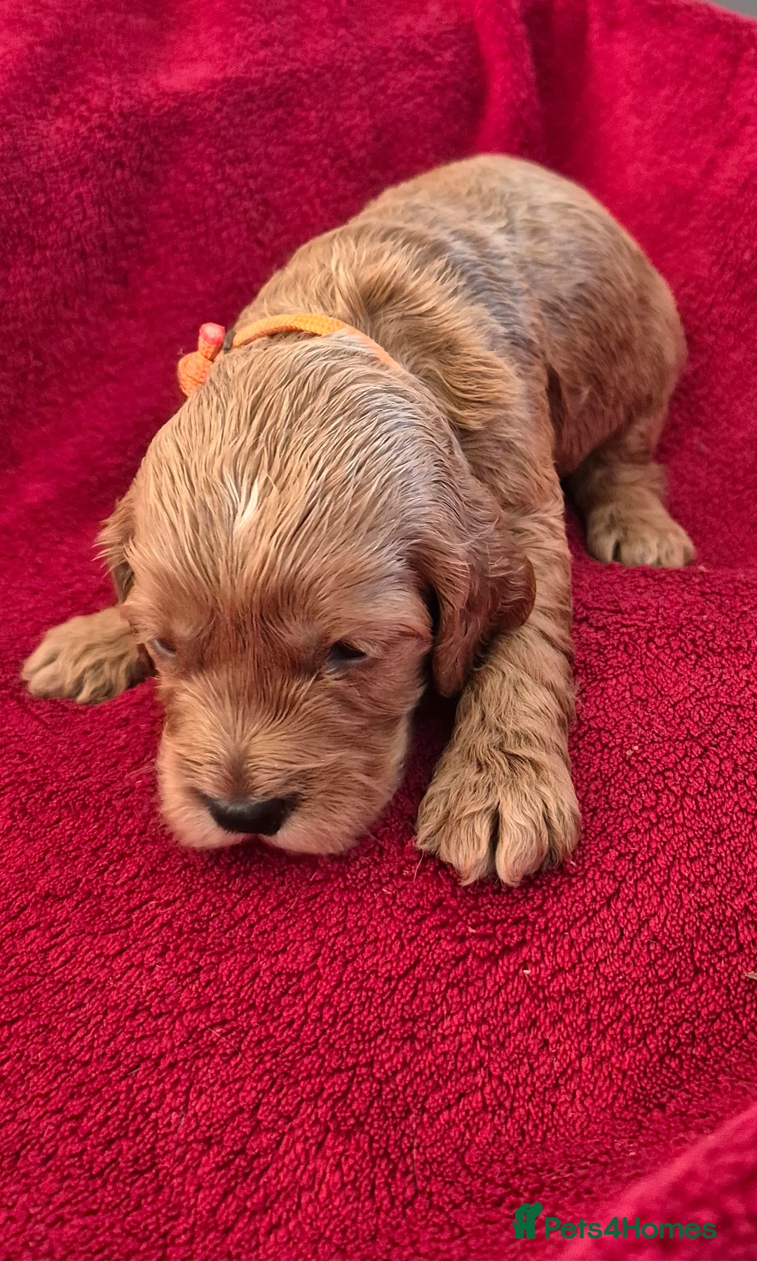 Cockapoo dogs for sale: F1 Cockapoo puppys - Advert 14