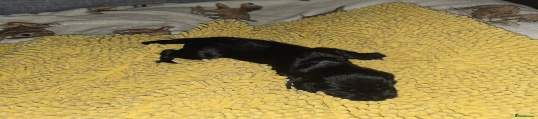 Black Collar