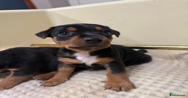 Jack Russell dogs Black and Tan Jack Russell pups  - Advert 3