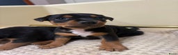 Jack Russell dogs for sale: Black and Tan Jack Russell pups  - Advert 2