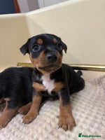 Jack Russell dogs Black and Tan Jack Russell pups - Advert 3
