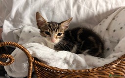 Bengal cats for sale: Bengal kittens ready now - Image 25