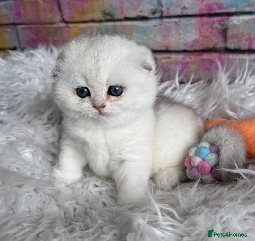 Scottish Fold cats for sale: 💎 Beautiful Scottish Fold Girls  - Advert 15