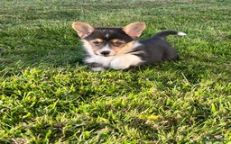 Welsh Corgi Pembroke dogs for sale: KC registered Champion line Corgi puppies - Image 18