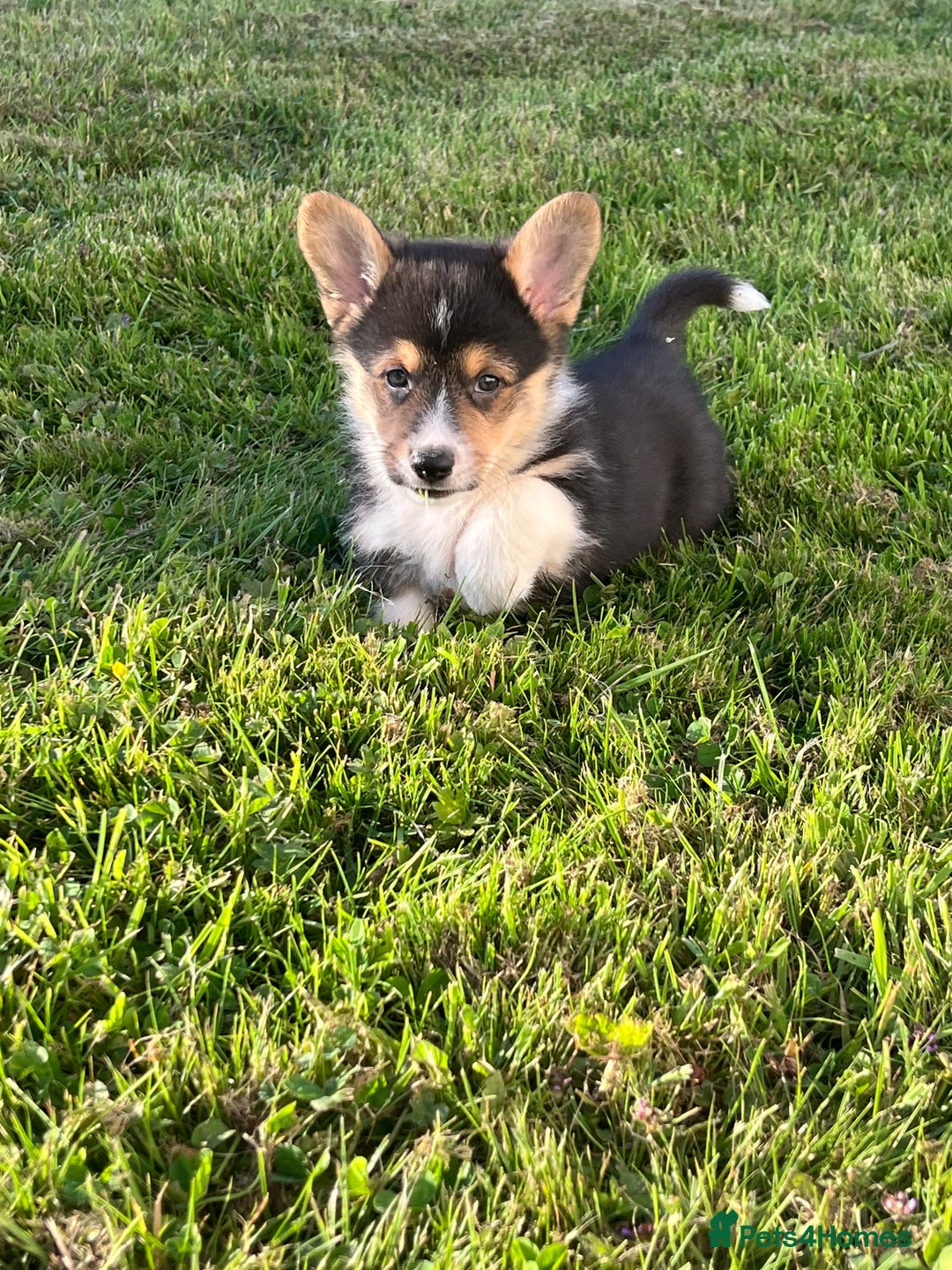 Welsh Corgi Pembroke dogs for sale: KC registered Champion line Corgi puppies - Image 18