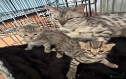 Bengal cats for sale: 4 Gorgeous Bengal Babies - Image 24