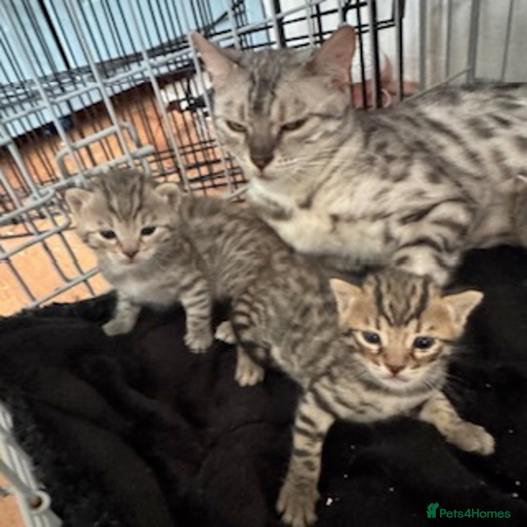 Bengal cats for sale: 4 Gorgeous Bengal Babies - Image 24