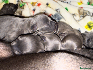 Staffordshire Bull Terrier dogs KC Blue Staffordshire Bull Terrier Puppies - Advert 15