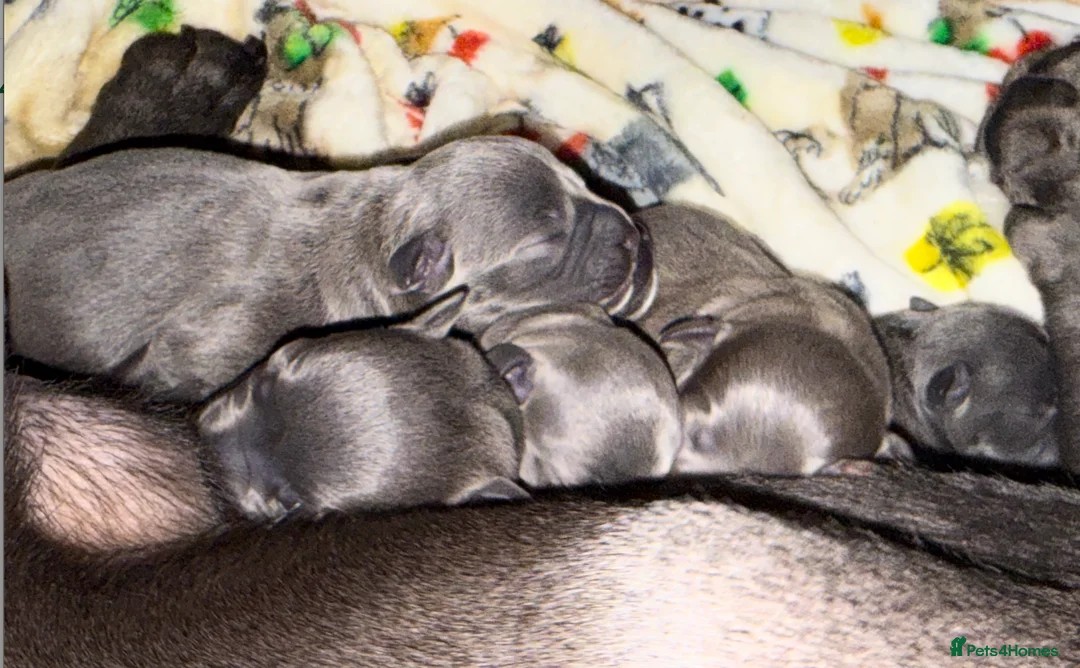 Staffordshire Bull Terrier dogs for sale: KC Blue Staffordshire Bull Terrier Puppies SOLD - Advert 7