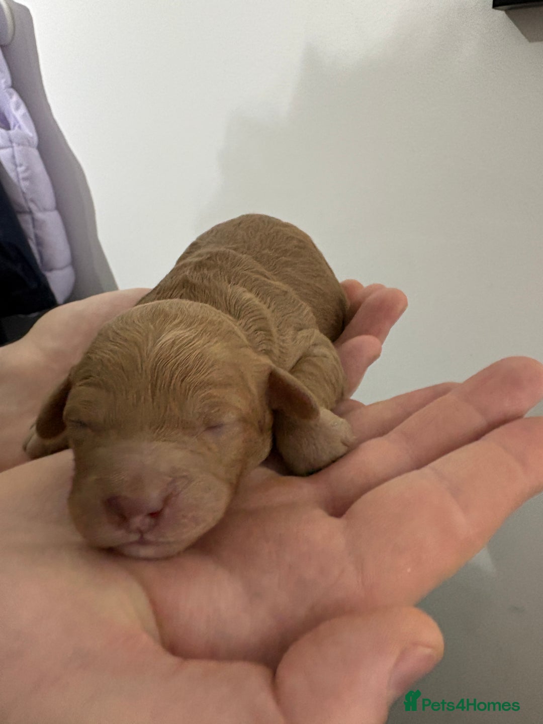 Cavapoo dogs for sale: 4 gorgeous cavapoo puppies - Advert 11