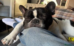 French Bulldog dogs for sale: 9 Beautiful French Bulldog Puppies for Sale - Image 3