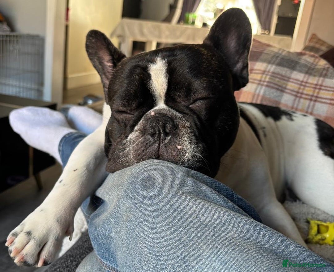 French Bulldog dogs for sale: 9 Beautiful French Bulldog Puppies for Sale - Image 3
