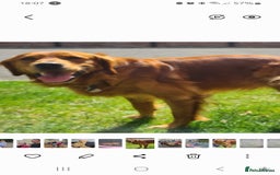 Golden Retriever dogs for sale: Golden Retriever puppies - Image 7