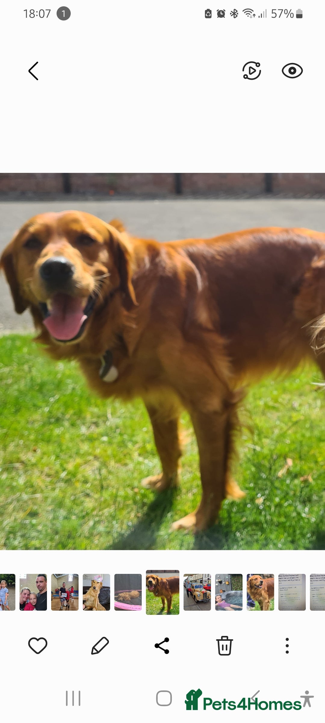Golden Retriever dogs for sale: Golden Retriever puppies - Image 7