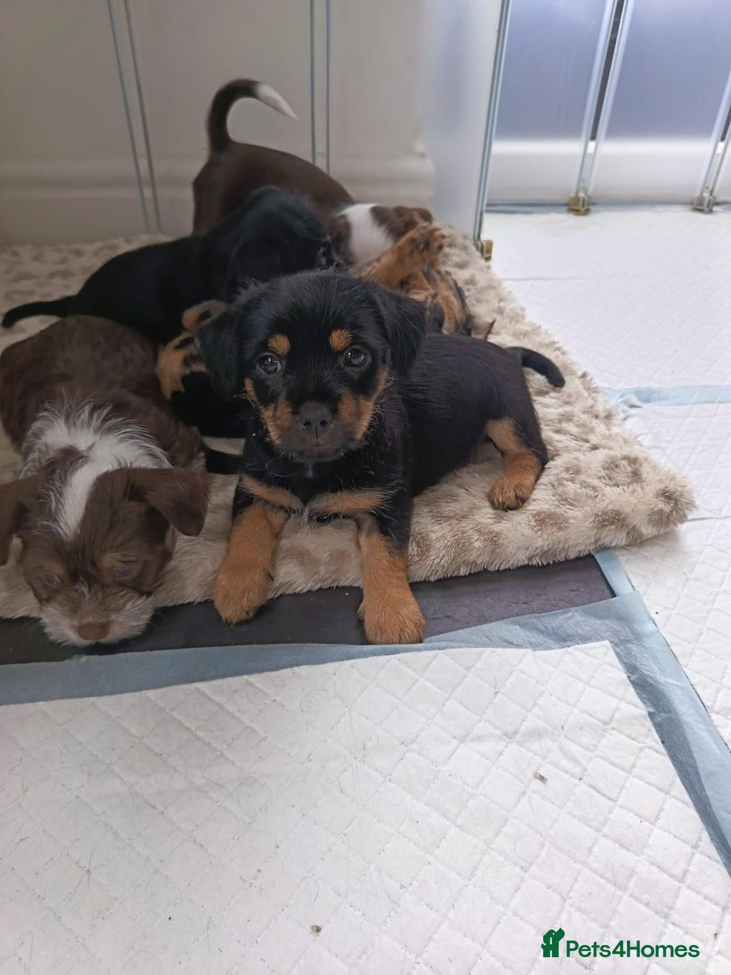 Chorkie dogs Chorkie puppies 🐶 last little boy Bobby - Advert 4