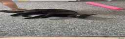 Domestic Shorthair cats for sale: Black cat in Fareham - Advert 2