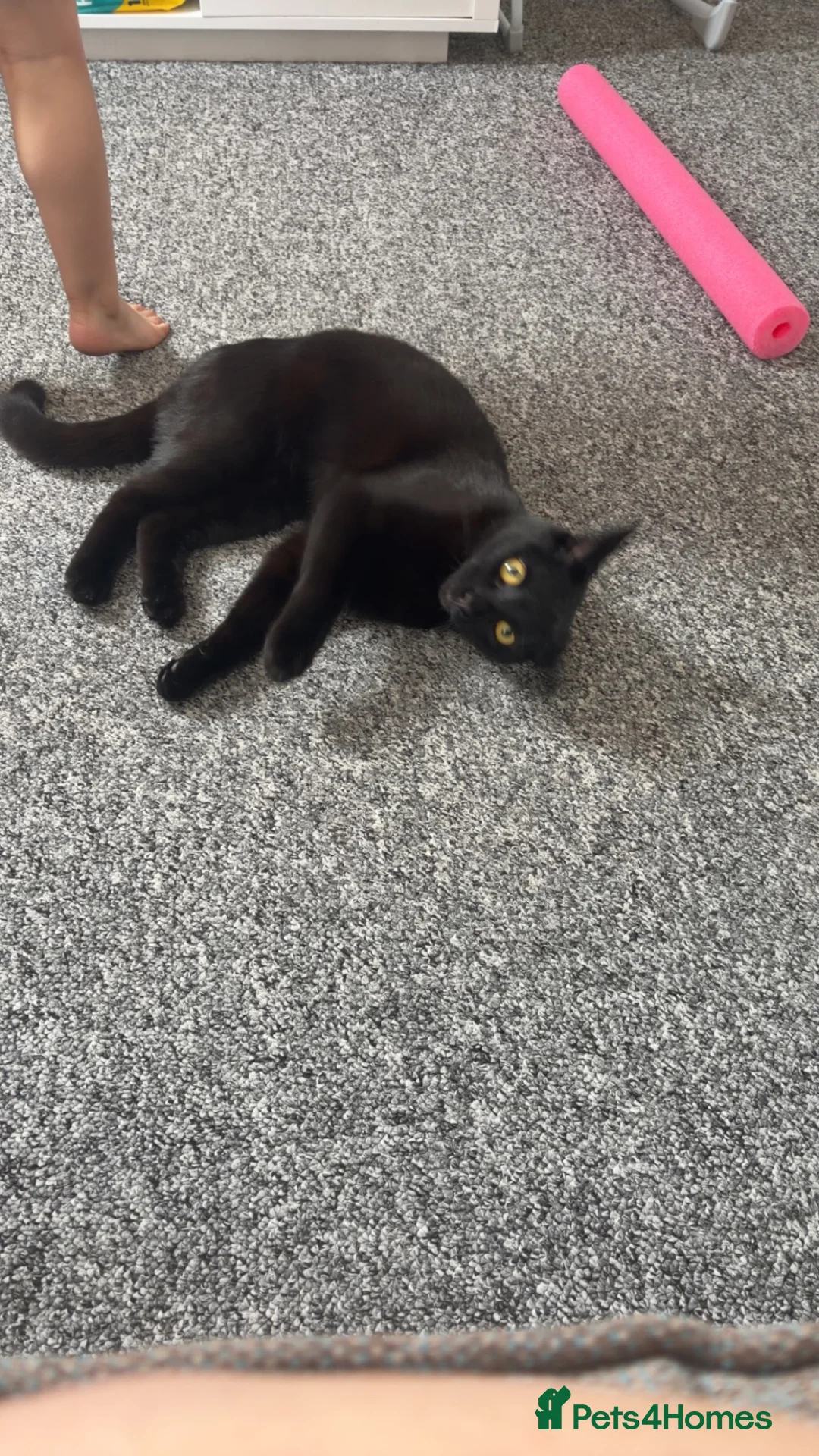 Domestic Shorthair cats for sale: Black cat in Fareham - Advert 2