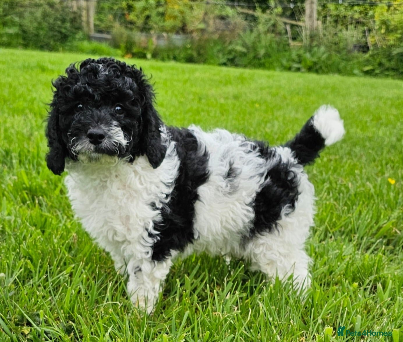 Cavapoo dogs VET CHECKED STUNNING RARE MERLE F1B CAVAPOO PUPS  - Advert 2