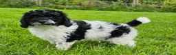 Cavapoo dogs for sale: LAST BOY VET CHECKED STUNNING F1B CAVAPOO   - Advert 1