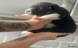 Akita dogs for sale: Chunky American Akita puppies - Image 5