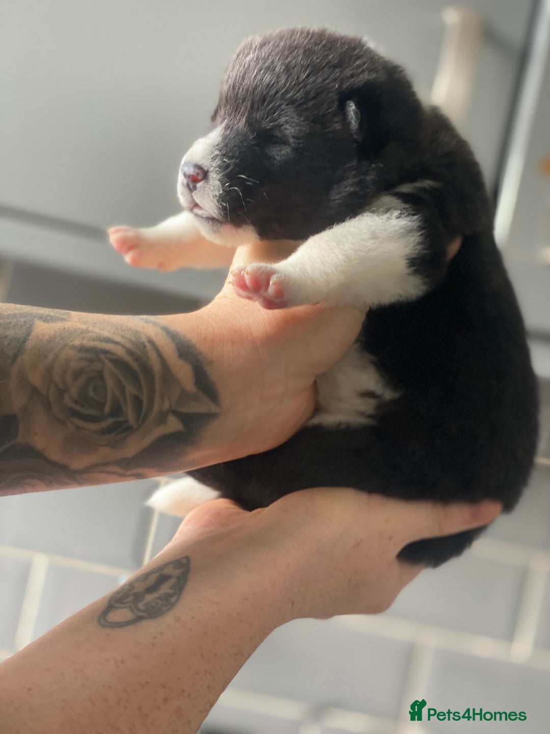 Akita dogs for sale: Chunky American Akita puppies - Image 5