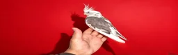 Cockatiels birds for sale: super silly hand tamed baby cockatiels  - Advert 5