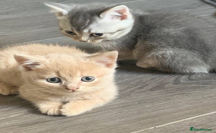 British Shorthair cats - Advert 1