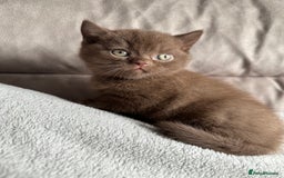 British Shorthair cats for sale: Chocolate brown British shorthair kitten  - Image 4