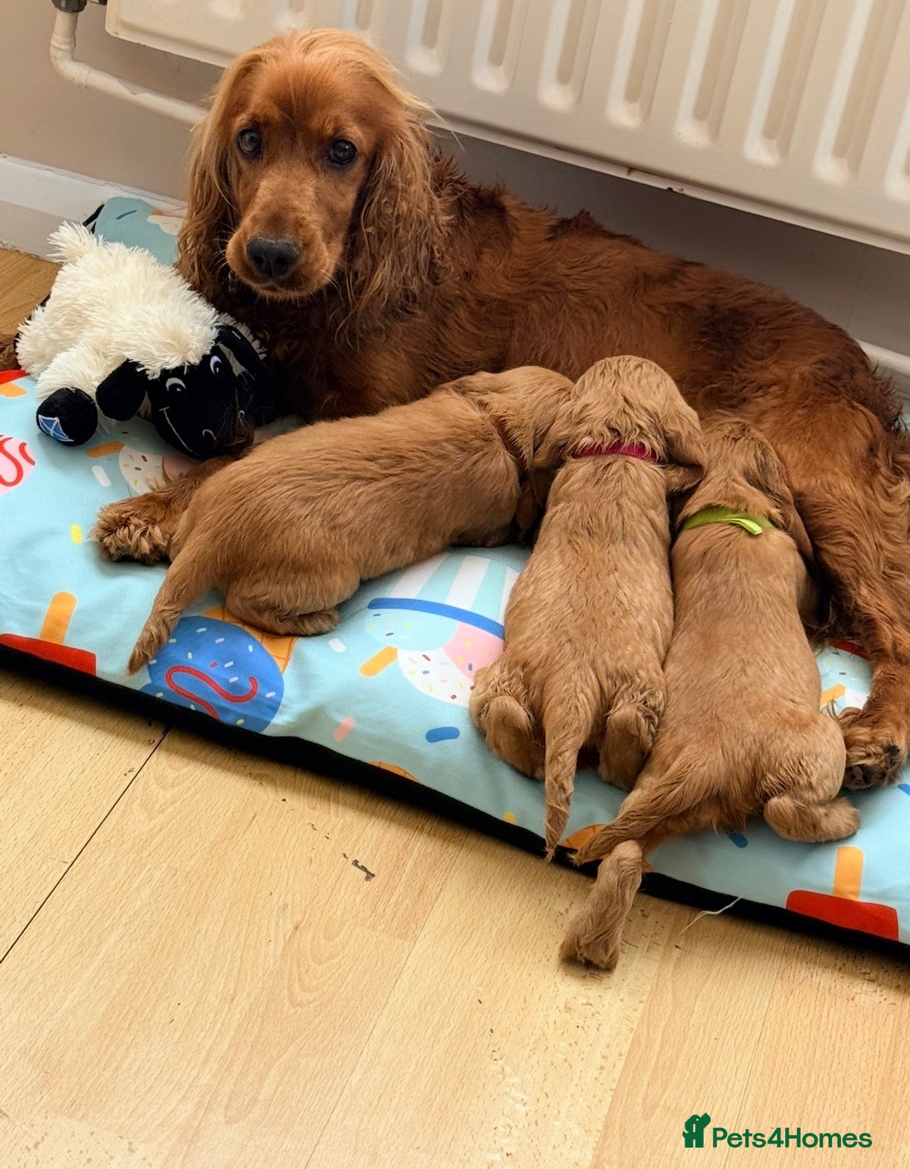 Cocker Spaniel dogs READY to go now. KC registered cocker spaniels - Advert 4