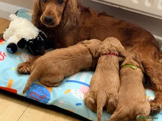 Cocker Spaniel dogs READY to go now. KC registered cocker spaniels - Advert 1