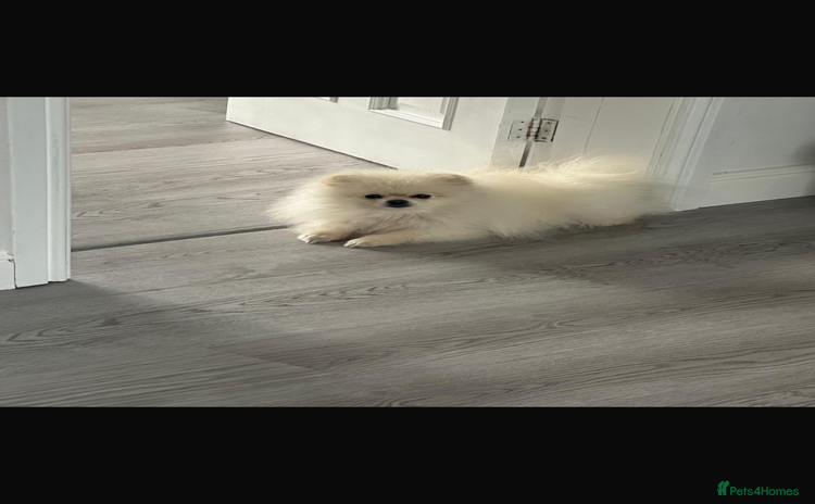 Pomeranian dogs - Advert 1