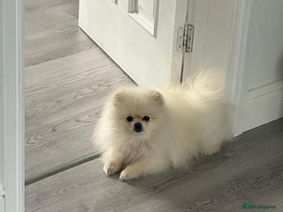 Pomeranian dogs - Advert 11