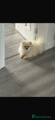 Pomeranian dogs - Advert 1