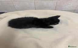 Mixed Breed cats for sale: Beautiful rag doll cross kittens - Image 4