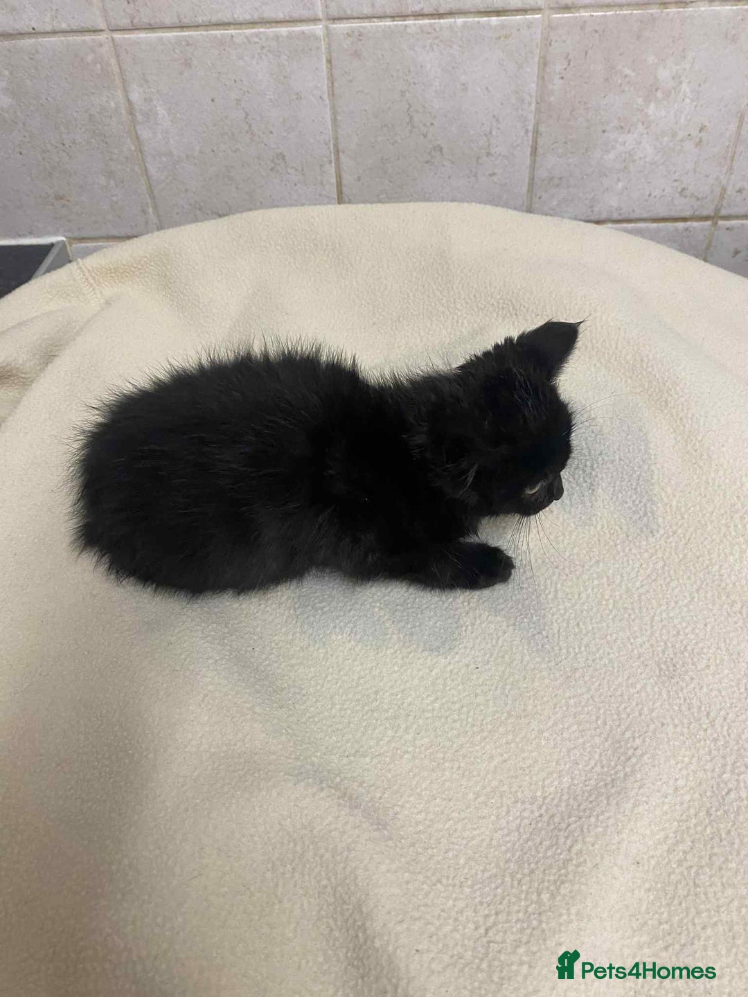 Mixed Breed cats for sale: Beautiful rag doll cross kittens - Image 4