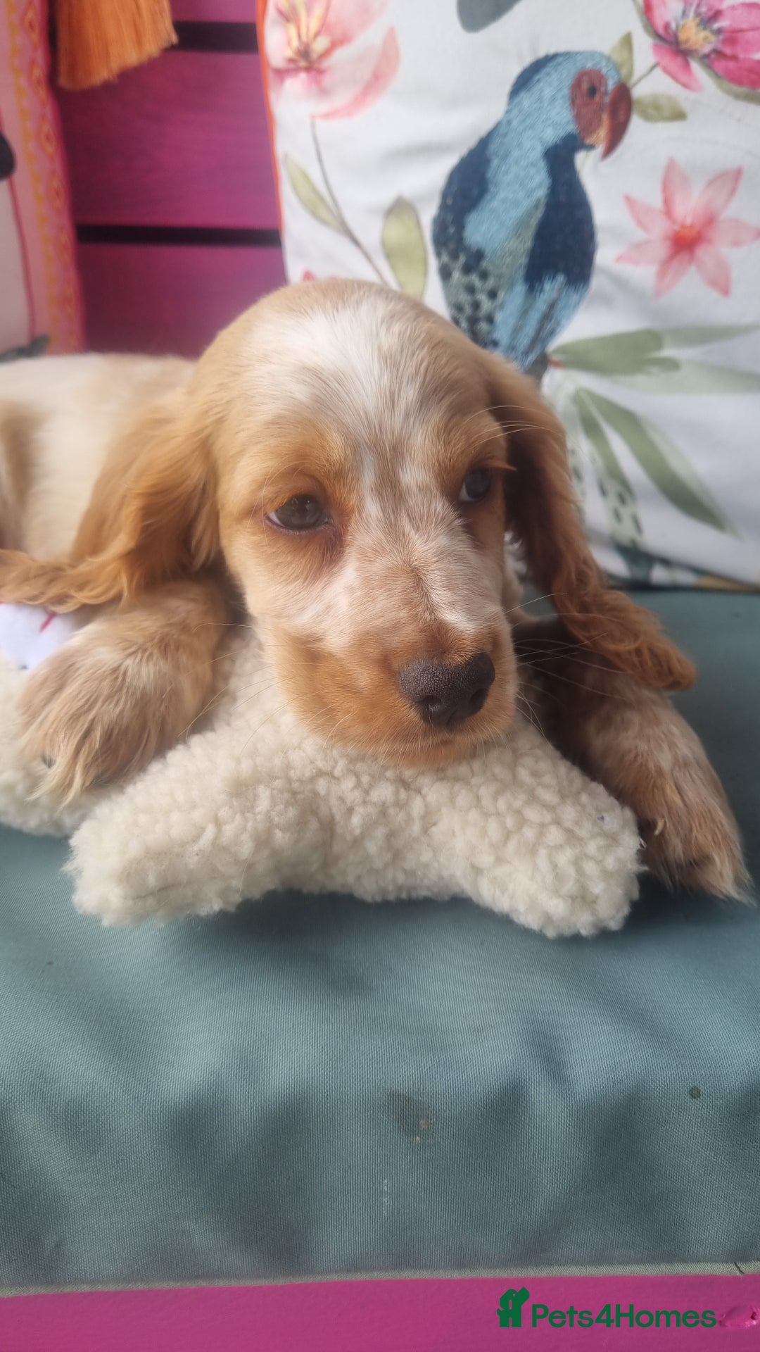 Cocker Spaniel dogs for sale: 🐶PRA FA HEALTH TESTED Show Cocker Spaniels Ready - Image 21