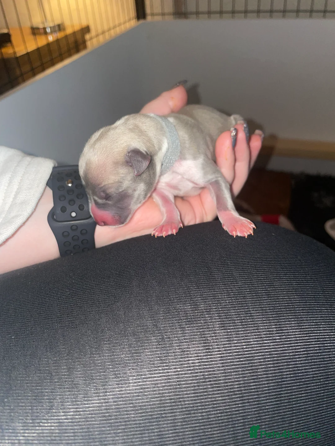 Whippet dogs for sale: KC whippet puppies for sale - Advert 10