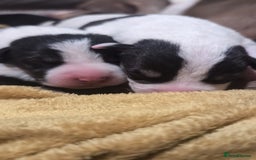Mixed Breed dogs for sale: Beautiful puppies  - Image 2