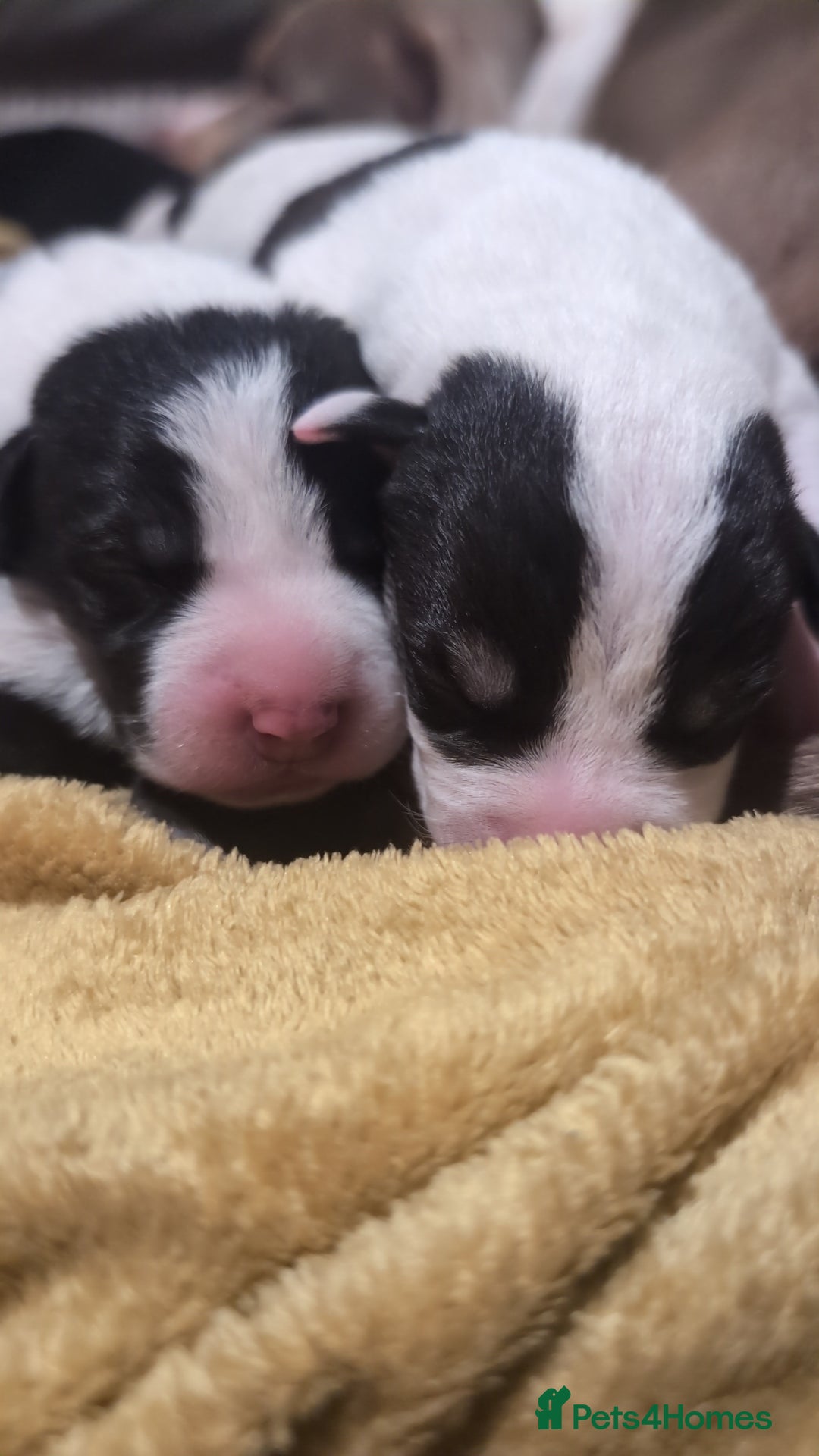 Mixed Breed dogs for sale: Beautiful puppies  - Image 2