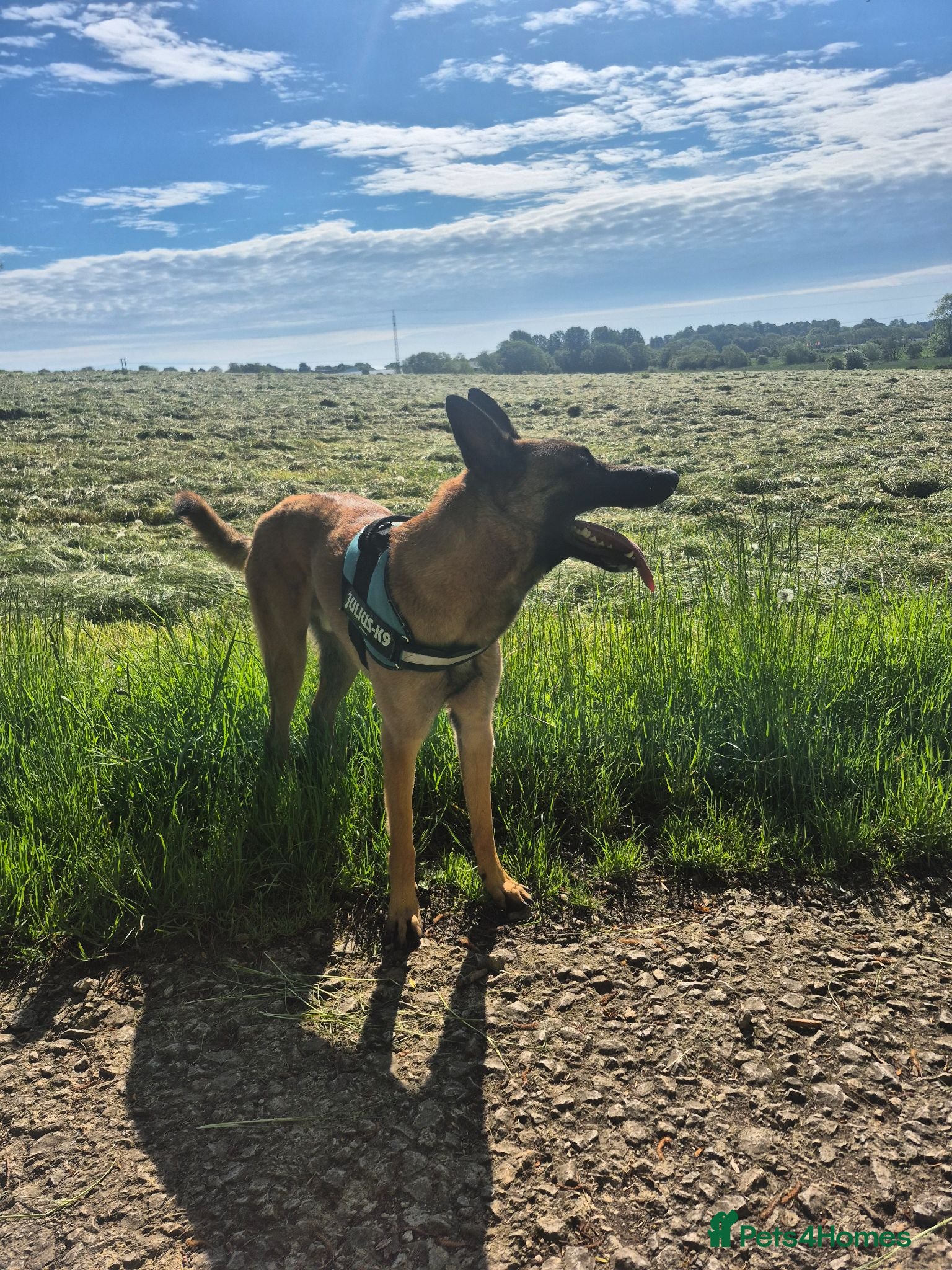 Belgian Shepherd Dog dogs 1 year old Belgium malinois  - Advert 4
