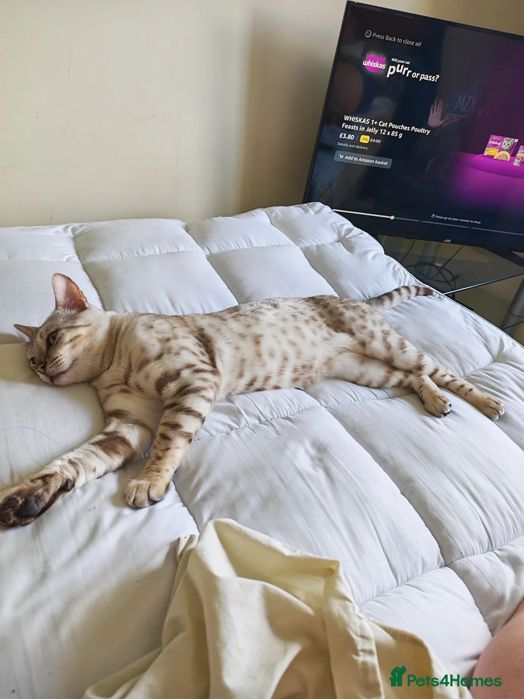 Bengal cats for sale: Mr odin - Advert 2