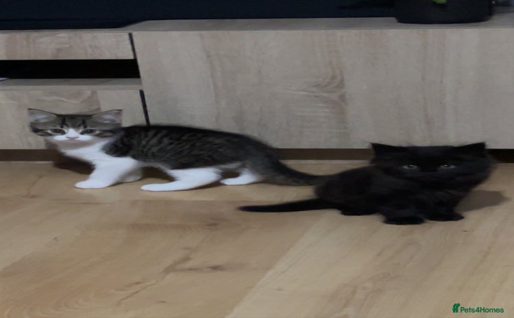 British Shorthair cats - Advert 3